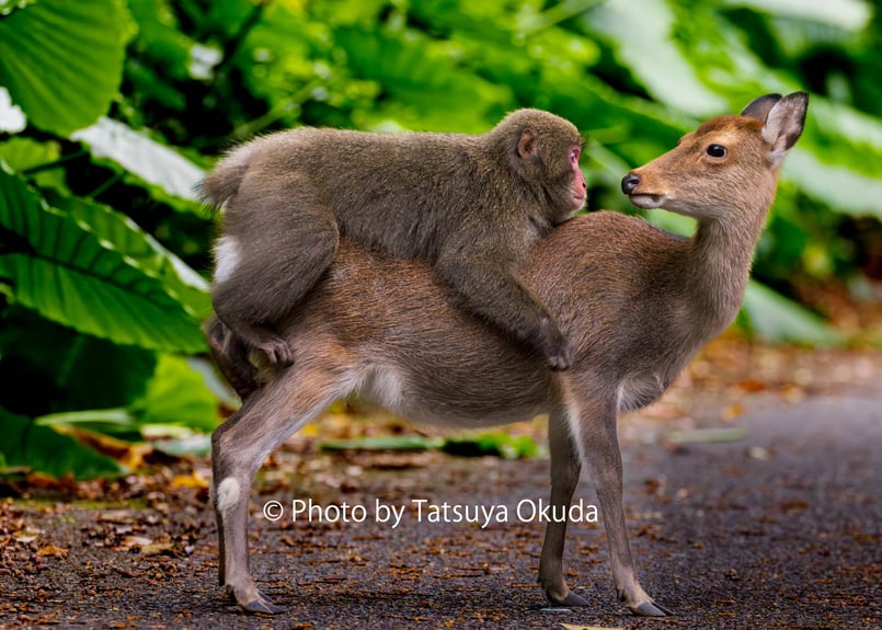 写真集『猿、鹿、屋久島。』奥田達哉（サイン入り） | TATSUYA OKUDA