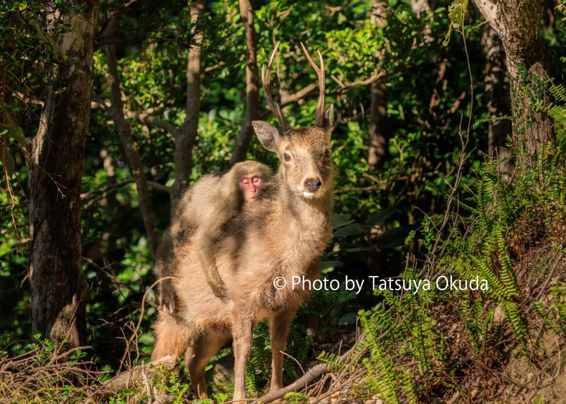 写真集『猿、鹿、屋久島。』奥田達哉（サイン入り） | TATSUYA OKUDA