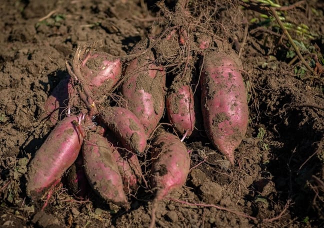 芋屋 ニチノウ飛田 STORES