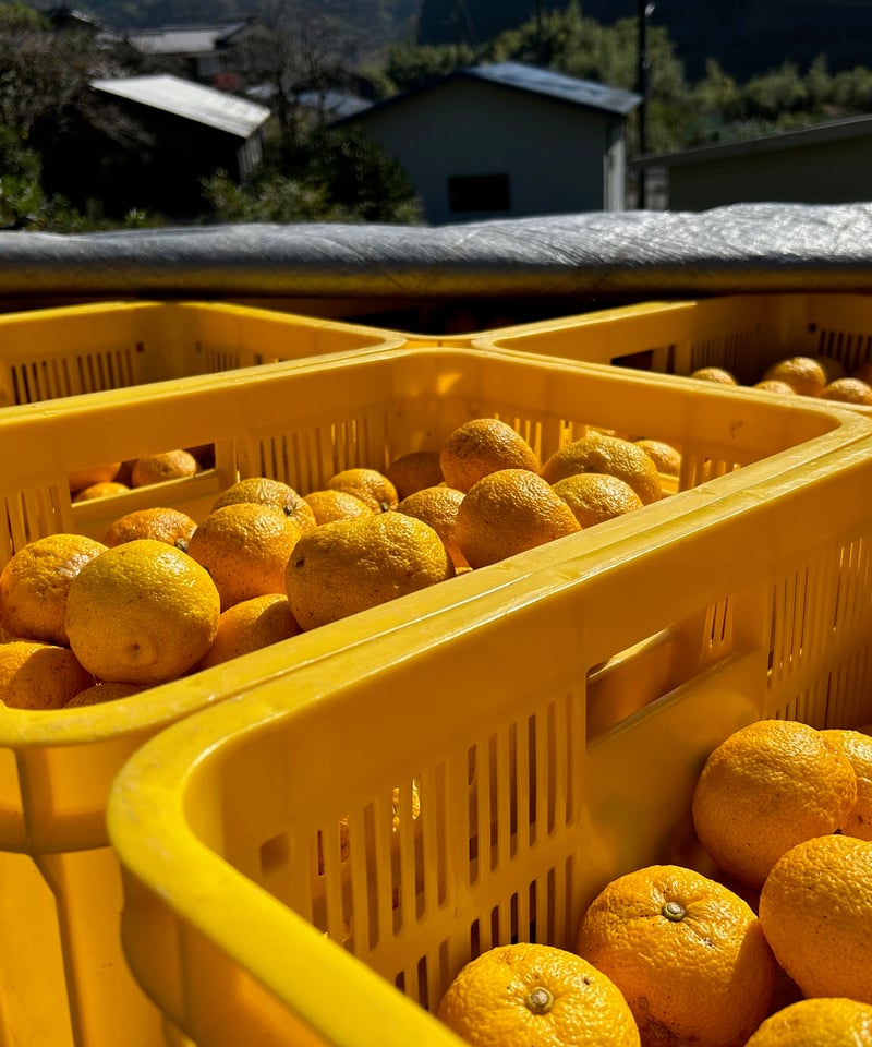 四万十山のゆず調味料セット（ギフト包装・箱入り） | 山間屋（高知県