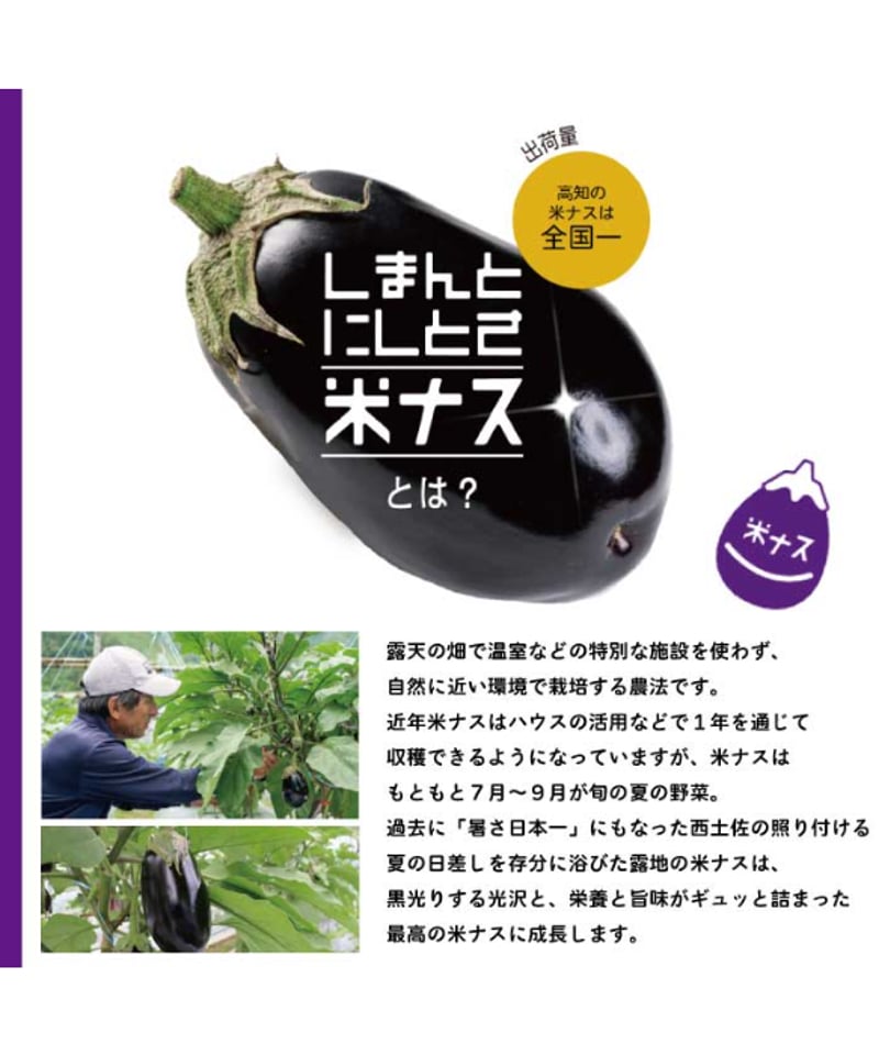 デカ！ピカ！ツル！しまんとにしとさ米ナス9玉（約2.7kg） | 山間屋