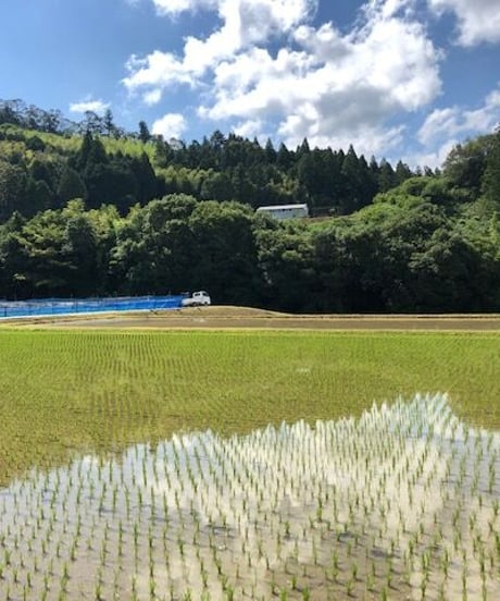 【完売しました。令和6年産米】山間米５キロ（西土佐地区限定栽培のヒノヒカリ）　１回すすぐ程度の米とぎで炊飯できます。お一人様２袋まででお願い致します。
