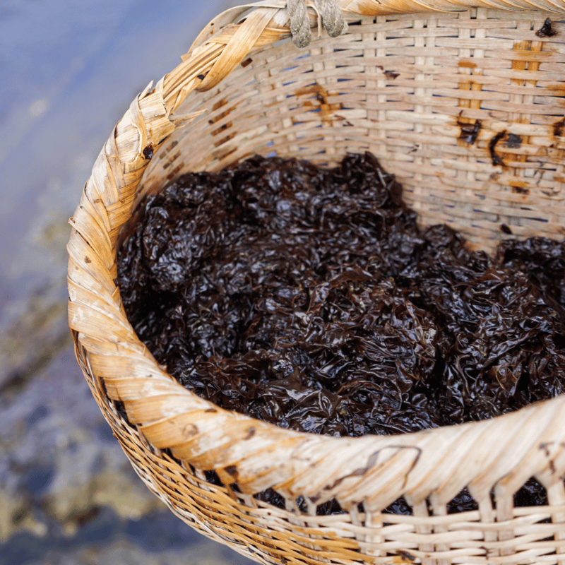 手摘み岩のり 11g | 福田海産