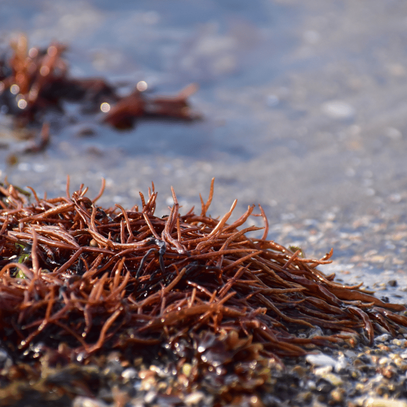 手摘みふのり 12g | 福田海産