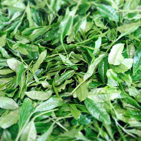 【2026年度新茶】特上かぶせ 80g茶葉