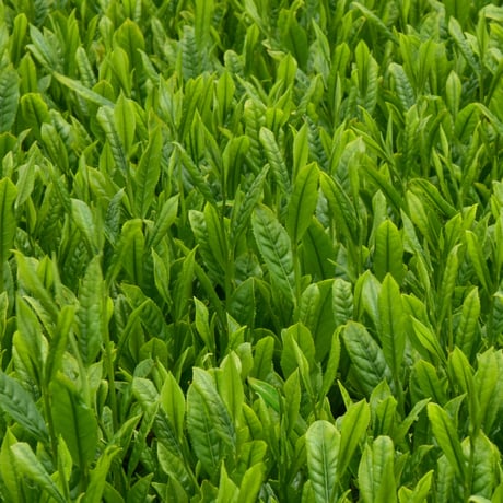 【ご予約商品】がじらの新茶5本セット【2026年度】