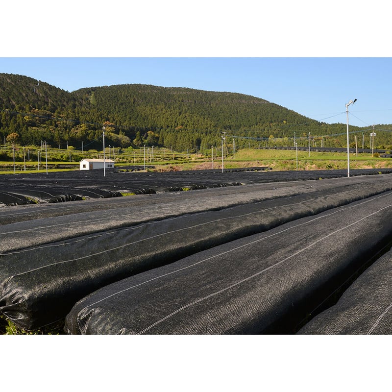 荒茶用、お盆 楽天市場】大分県中津市耶馬渓産 荒茶仕立て 農家のお茶 80g×2個