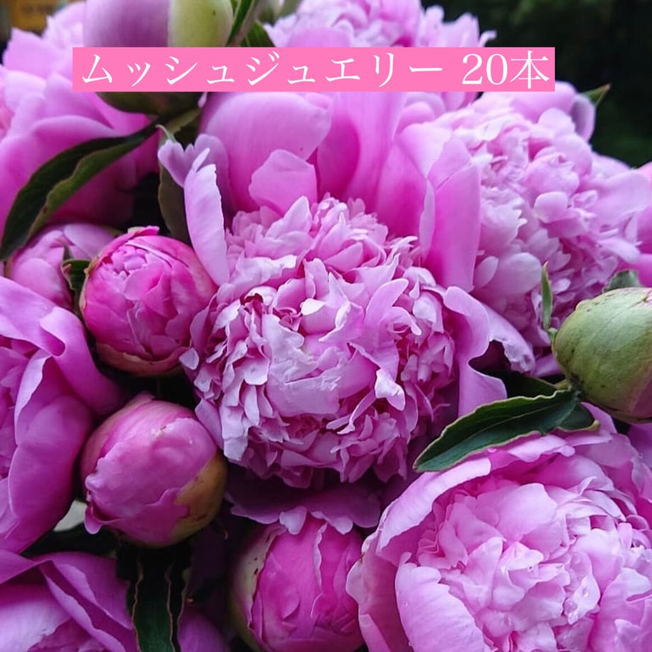 625f4e35a10275174cf6d8fe