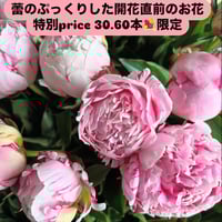 ぷっくり蕾　30本