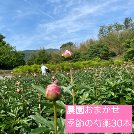 農園おまかせ季節の芍薬30本　　　　　【送料無料】一部地域を除く