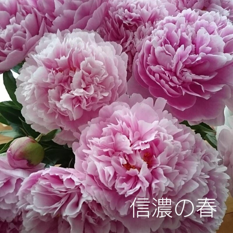 農園おまかせ 今だけmix 10本 | 金子農園