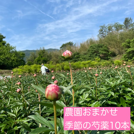 農園おまかせ季節の芍薬10本　　　　　【送料無料】一部地域を除く