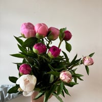 金子農園 箱入り娘💐　お披露目10本