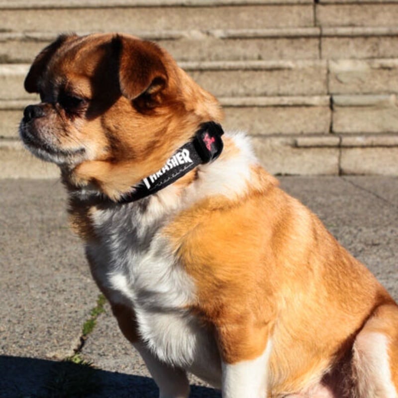 THRASHER スラッシャー 犬用首輪 THRASHER MAGAZINE THRASHER