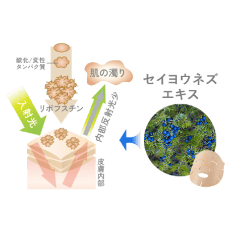 【2箱＋1枚セット】肌活マテラマスク（ポリシー化粧品/シートマスク25ml×5枚）