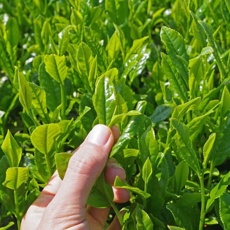 そのぎ茶　タグ付き玉緑茶ティーバッグ