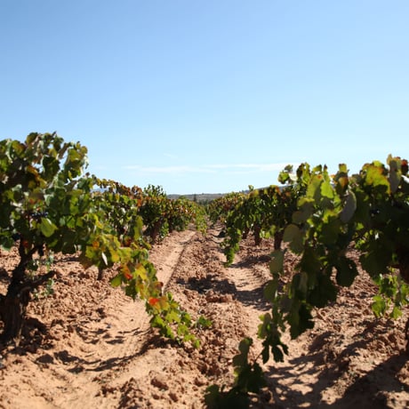 エストレージャ フリッツァンテ モスカート