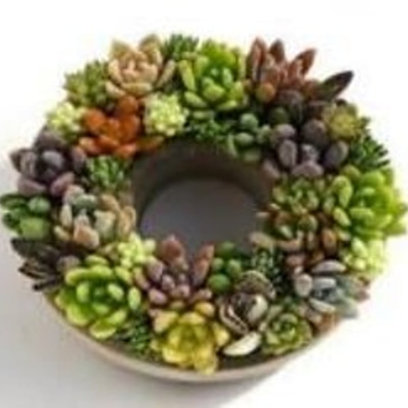 多肉植物寄せ植えM | Green-Tech