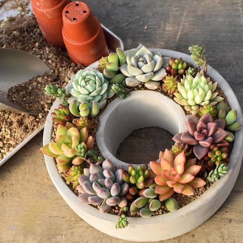 多肉植物 寄せ植え リース ww 【公式通販】