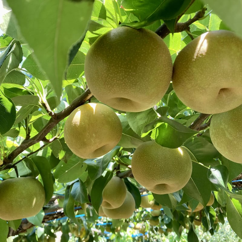 贈答用】甘太（かんた）梨 5㎏箱 | 牧田農園