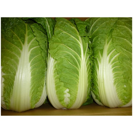 九州産　白菜　１玉/２㎏強