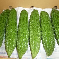 宮崎産　ゴーヤ　1本