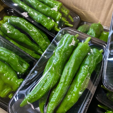 宮崎産　甘長ししとう（万願寺唐辛子）5P/セット