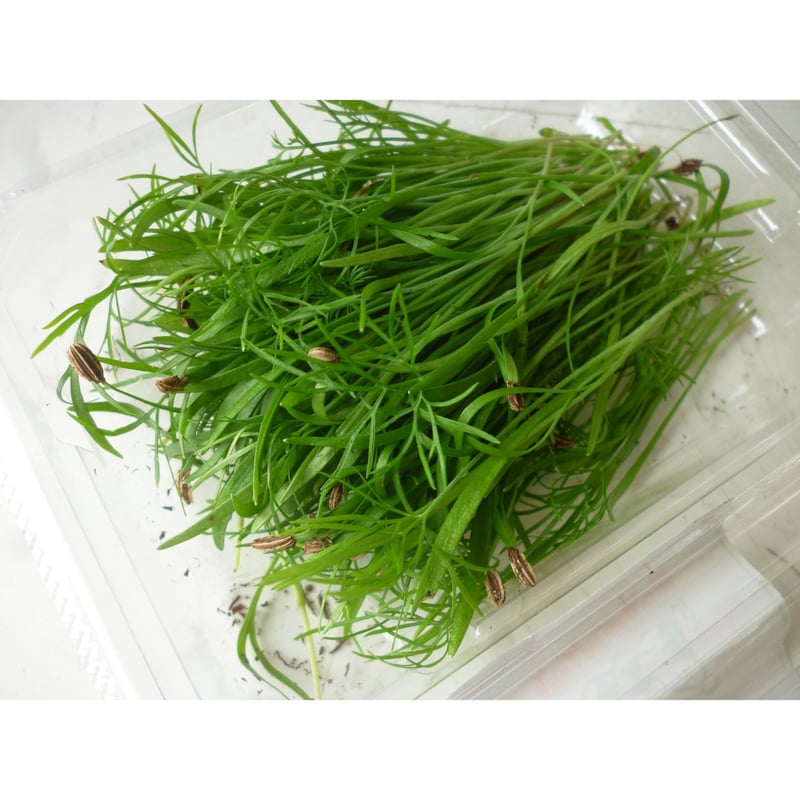 久保田農園 スプラウト系 【マイクロタイム】 1P | おやさい＆フル－ツ