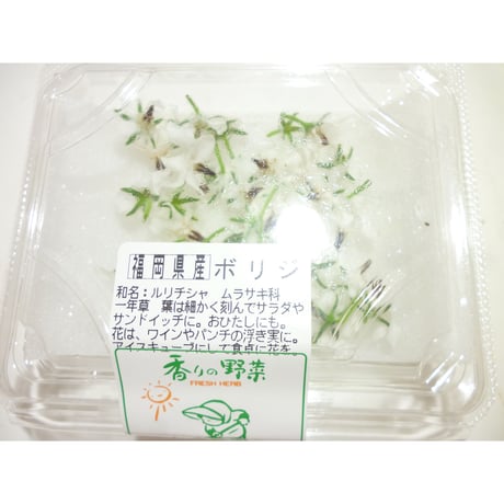 久保田農園　エディフルフラワ－【ポリジ白】30輪入り