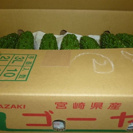 宮崎産　ゴーヤ　1本