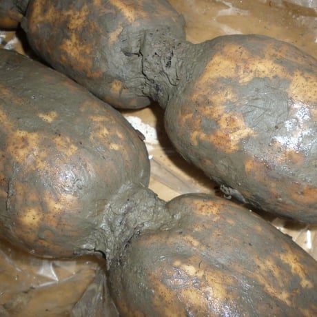 新物　佐賀産　生蓮根　4ｋｇ/箱