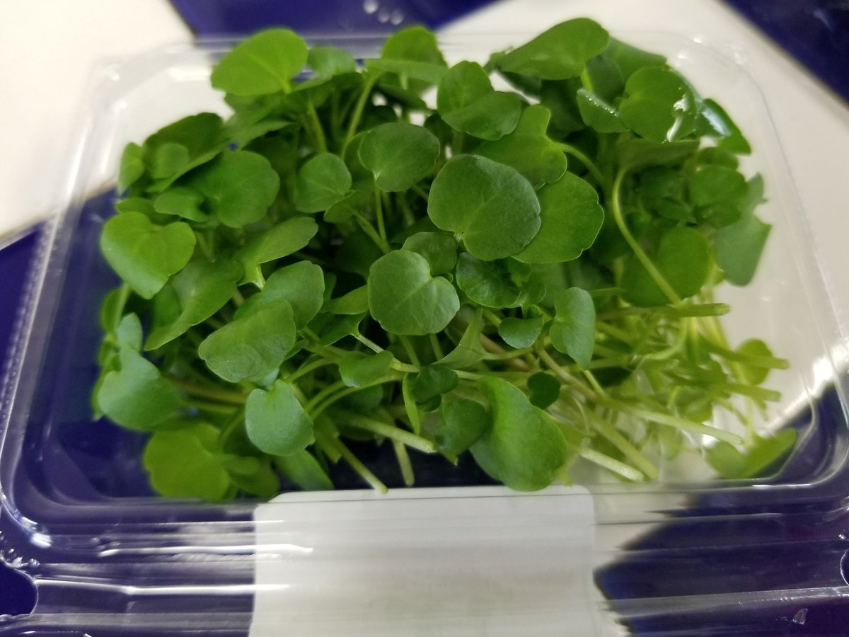 久保田農園 スプラウト系【マイクロクレソン】1パック | おやさい