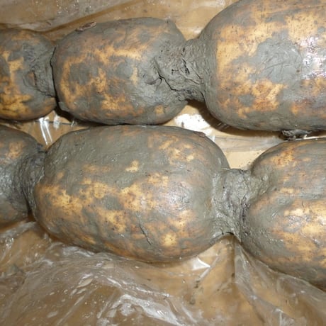 新物　佐賀産　生蓮根　4ｋｇ/箱