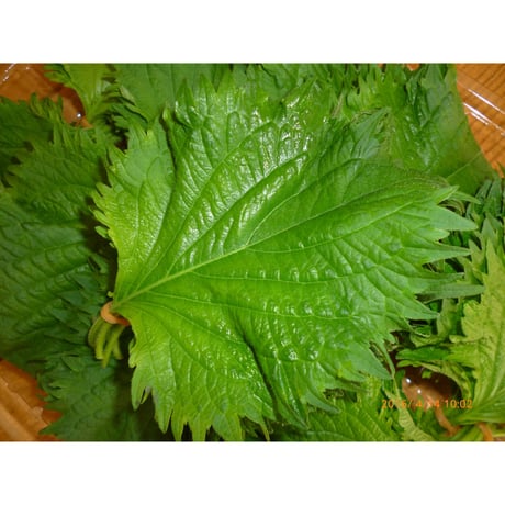 延岡産　みずみずしい大葉　10束/P