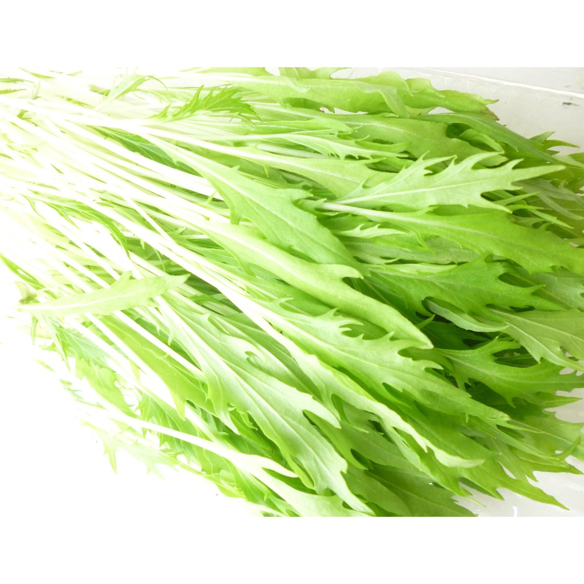 水菜屋 久保田農園 サラダ水菜 | おやさい＆フル－ツ 青果仲卸店 あぜた