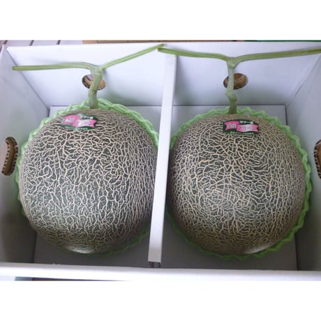 送料無料　熊本県産　【肥後グリ-ンメロン】２玉入り
