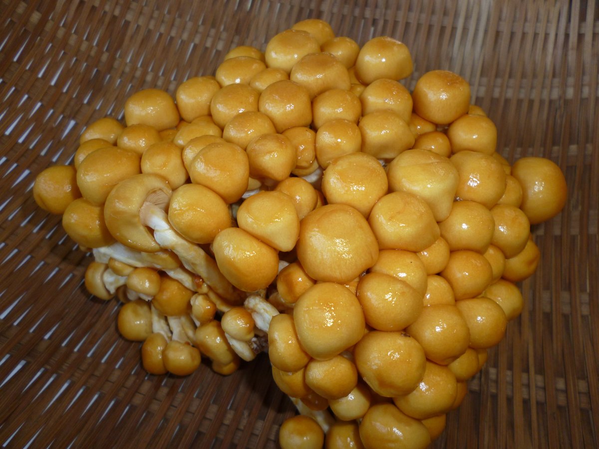 長崎産 株採りなめこ 30個/ケース | おやさい＆フル－ツ 青果仲卸店 あぜた