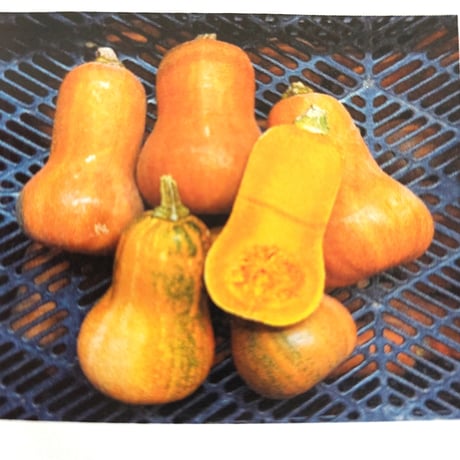久保田農園　ハニ－ナッツ（大）400～600ｇ/1個