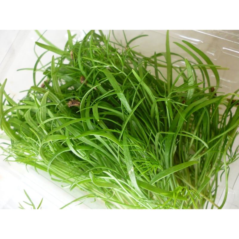 久保田農園 スプラウト系【マイクロフェンネル】 | おやさい＆フル－ツ