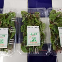 福岡産　久保田農園【レッドソレル】1パック