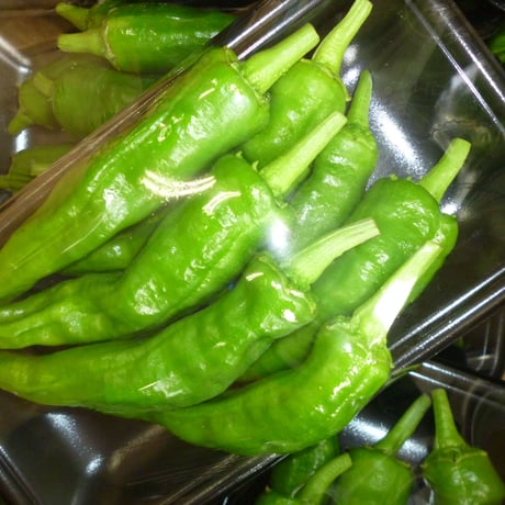 宮崎産　甘長ししとう（万願寺唐辛子）5P/セット