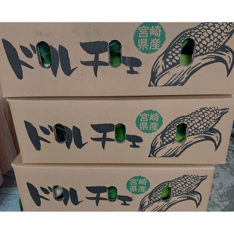 送料無料　宮崎特産　朝どれとうもろこし【ドルチェ】2L～3Lサイズ/11～13本入り