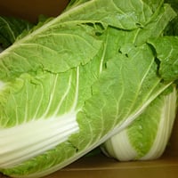九州産　白菜　１玉/２㎏強