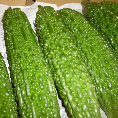 宮崎産　ゴーヤ　1本