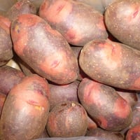 久保田農園　デストロイヤ－　1ｋｇ