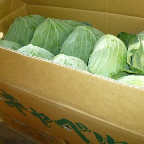 九州、宮崎産　キャベツ　1玉