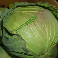 九州、宮崎産　キャベツ　８玉入り×２箱