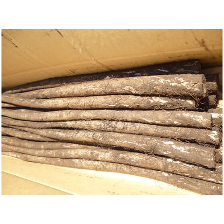 調理しやすい　太めの泥付き牛蒡　10ｋｇ/ケ-ス