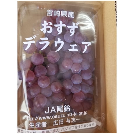 送料無料　初夏のフル-ツギフト　７種セット