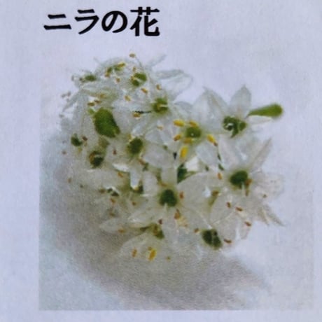 久保田農園　エディフルフラワ－【ニラの花】